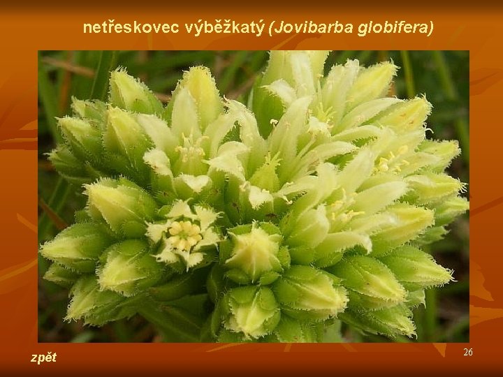netřeskovec výběžkatý (Jovibarba globifera) zpět 26 
