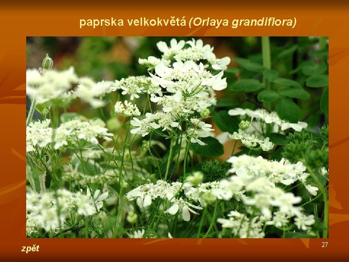paprska velkokvětá (Orlaya grandiflora) zpět 27 