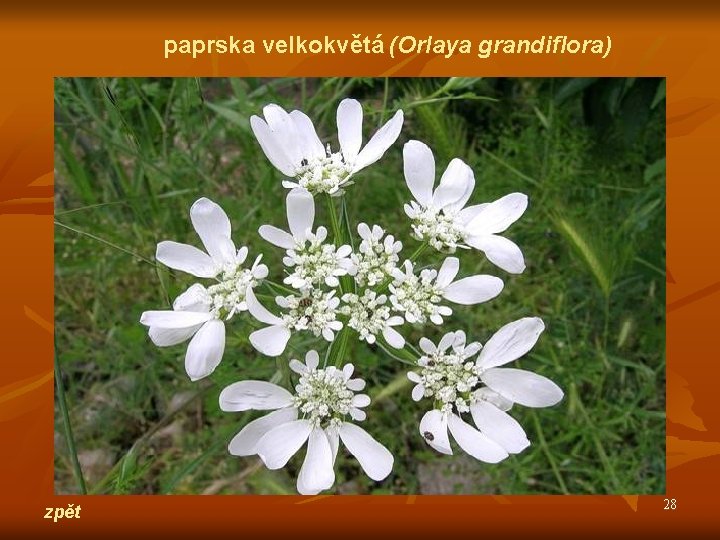 paprska velkokvětá (Orlaya grandiflora) zpět 28 