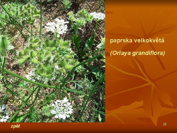 paprska velkokvětá (Orlaya grandiflora) zpět 29 