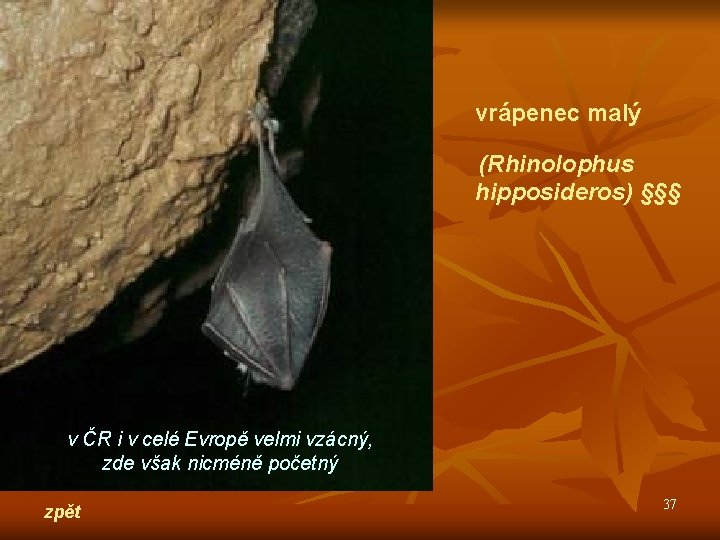 vrápenec malý (Rhinolophus hipposideros) §§§ v ČR i v celé Evropě velmi vzácný, zde