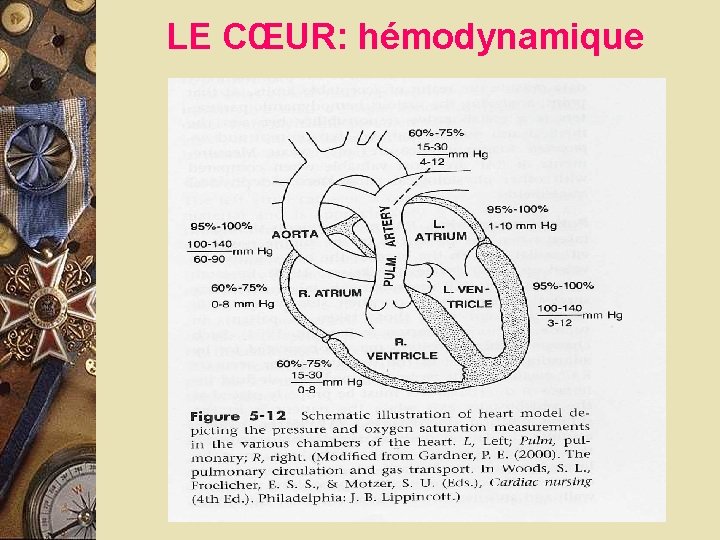 LE CŒUR: hémodynamique 