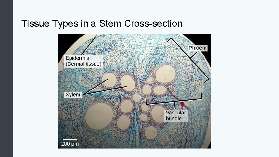 Tissue Types in a Stem Cross-section 