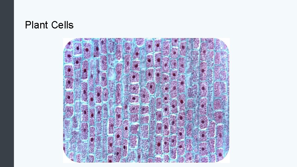 Plant Cells 