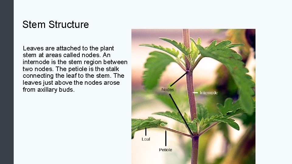 Stem Structure Leaves are attached to the plant stem at areas called nodes. An