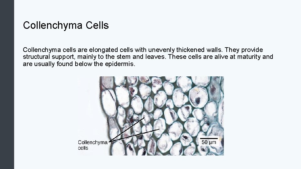 Collenchyma Cells Collenchyma cells are elongated cells with unevenly thickened walls. They provide structural