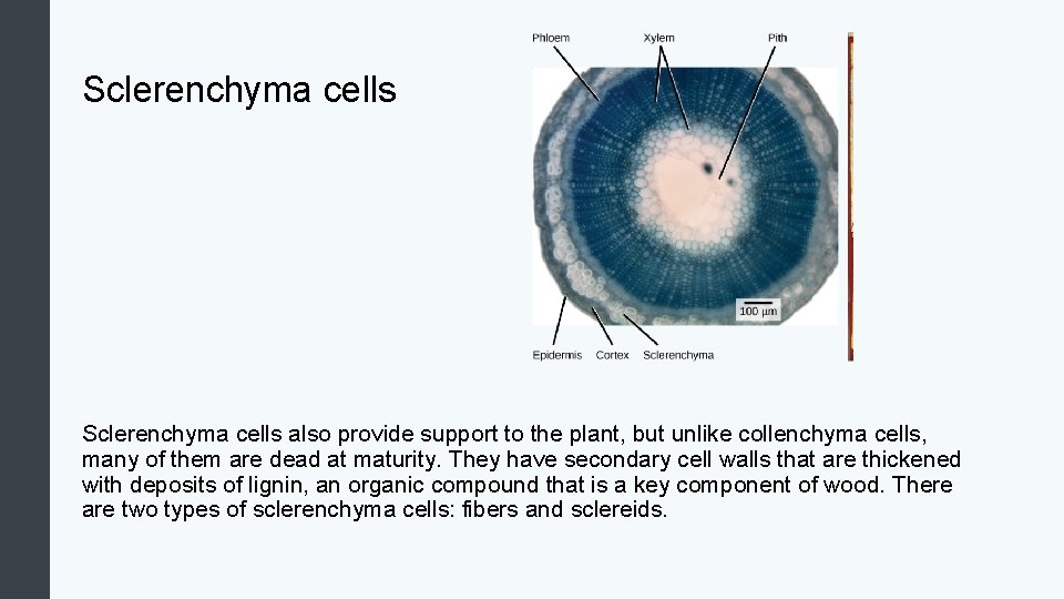 Sclerenchyma cells also provide support to the plant, but unlike collenchyma cells, many of
