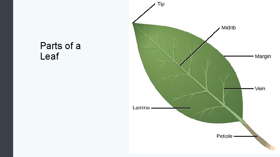 Parts of a Leaf 