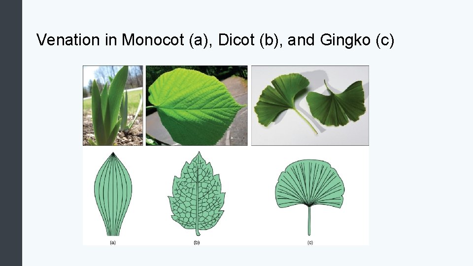 Venation in Monocot (a), Dicot (b), and Gingko (c) 