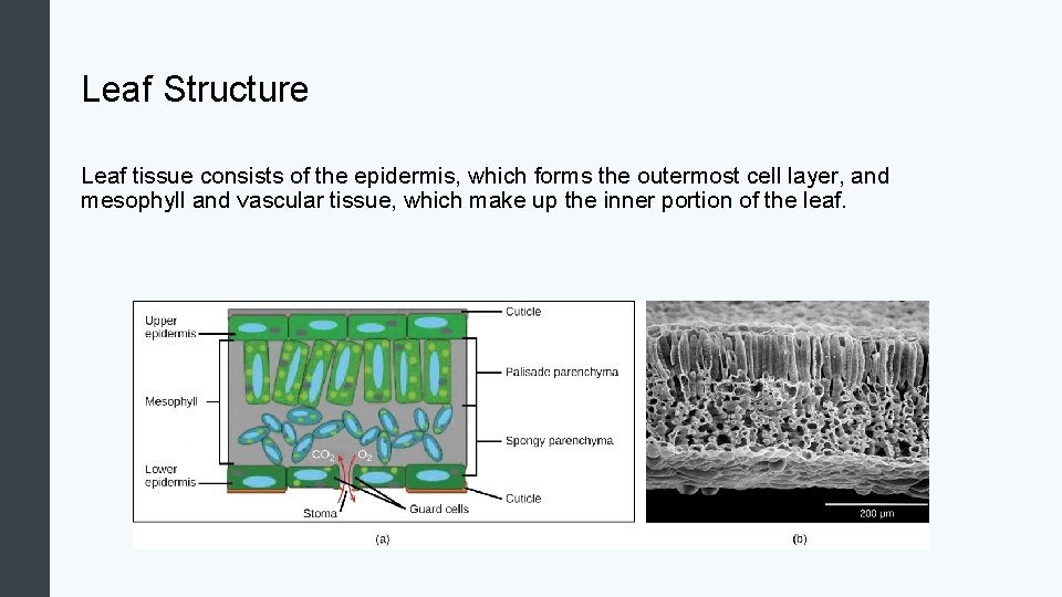Leaf Structure Leaf tissue consists of the epidermis, which forms the outermost cell layer,
