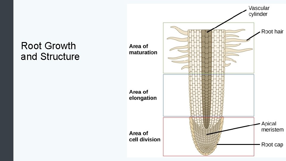 Root Growth and Structure 