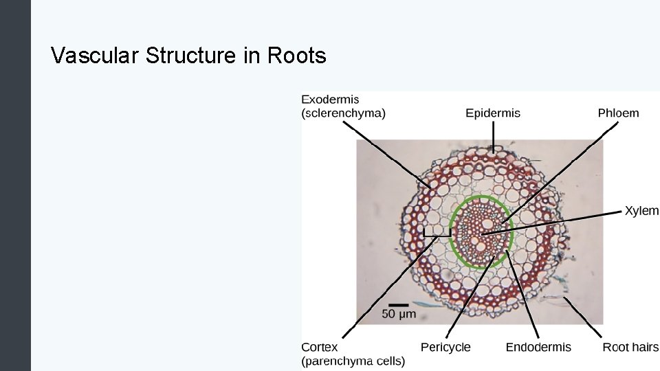 Vascular Structure in Roots 