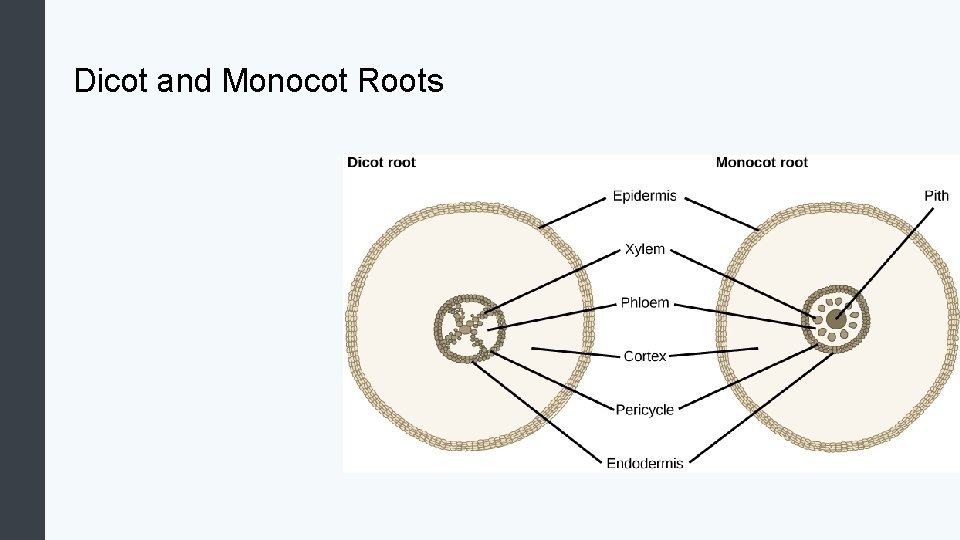Dicot and Monocot Roots 