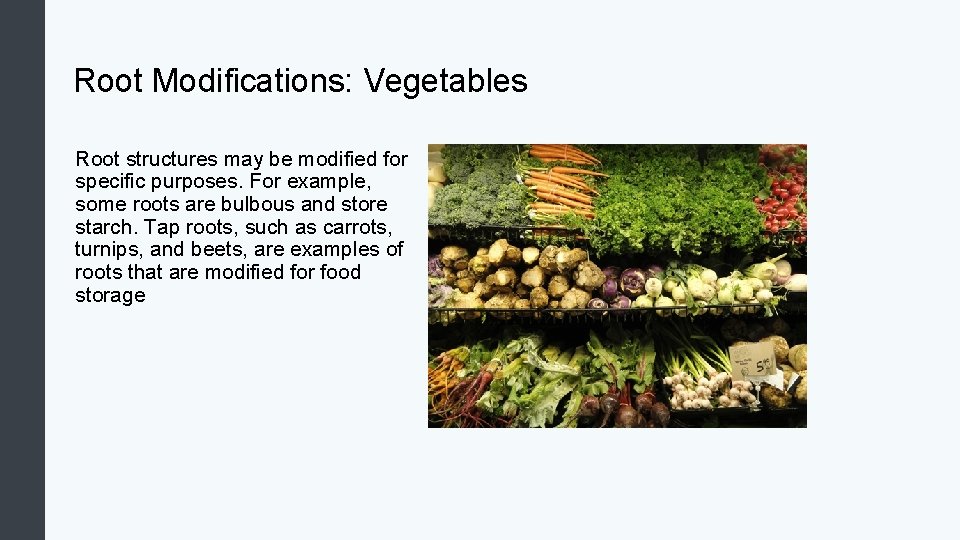 Root Modifications: Vegetables Root structures may be modified for specific purposes. For example, some