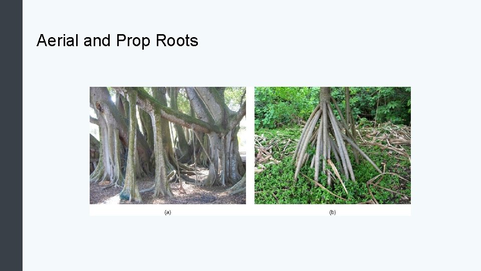 Aerial and Prop Roots 