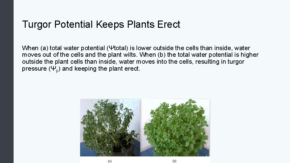 Turgor Potential Keeps Plants Erect When (a) total water potential (Ψtotal) is lower outside