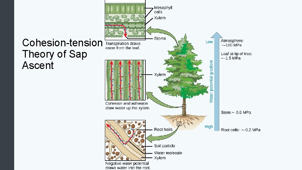 Cohesion-tension Theory of Sap Ascent 