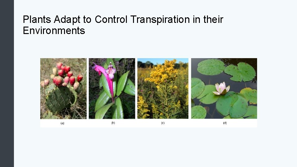 Plants Adapt to Control Transpiration in their Environments 