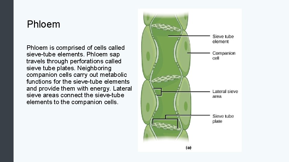 Phloem is comprised of cells called sieve-tube elements. Phloem sap travels through perforations called