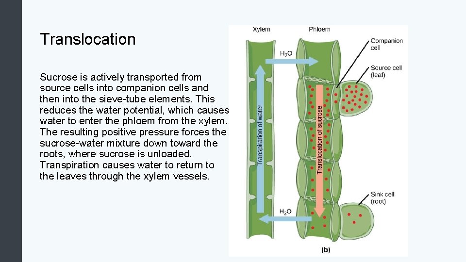 Translocation Sucrose is actively transported from source cells into companion cells and then into