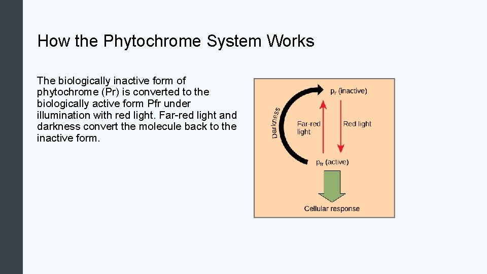How the Phytochrome System Works The biologically inactive form of phytochrome (Pr) is converted
