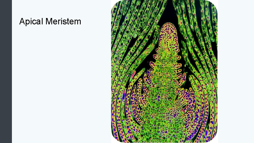 Apical Meristem 