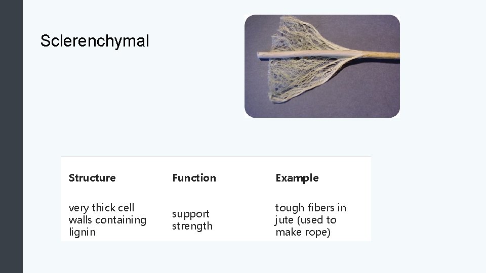 Sclerenchymal Structure Function Example very thick cell walls containing lignin support strength tough fibers