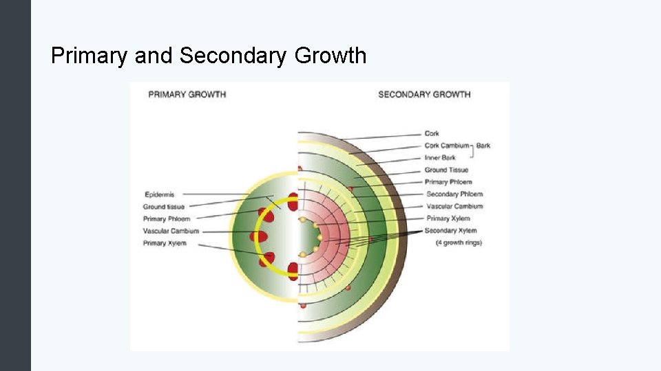 Primary and Secondary Growth 