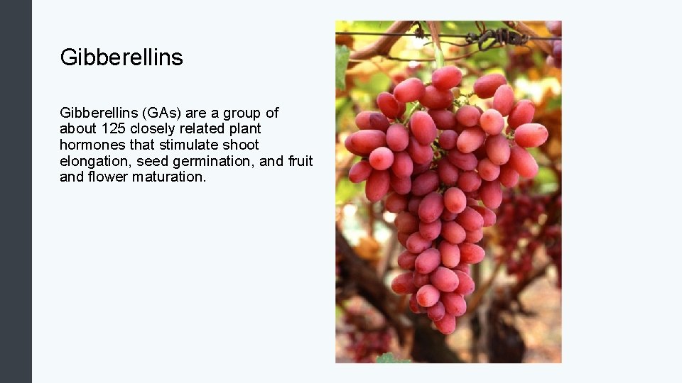 Gibberellins (GAs) are a group of about 125 closely related plant hormones that stimulate