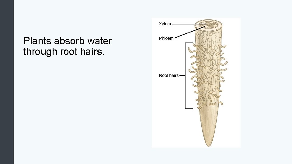 Plants absorb water through root hairs. 