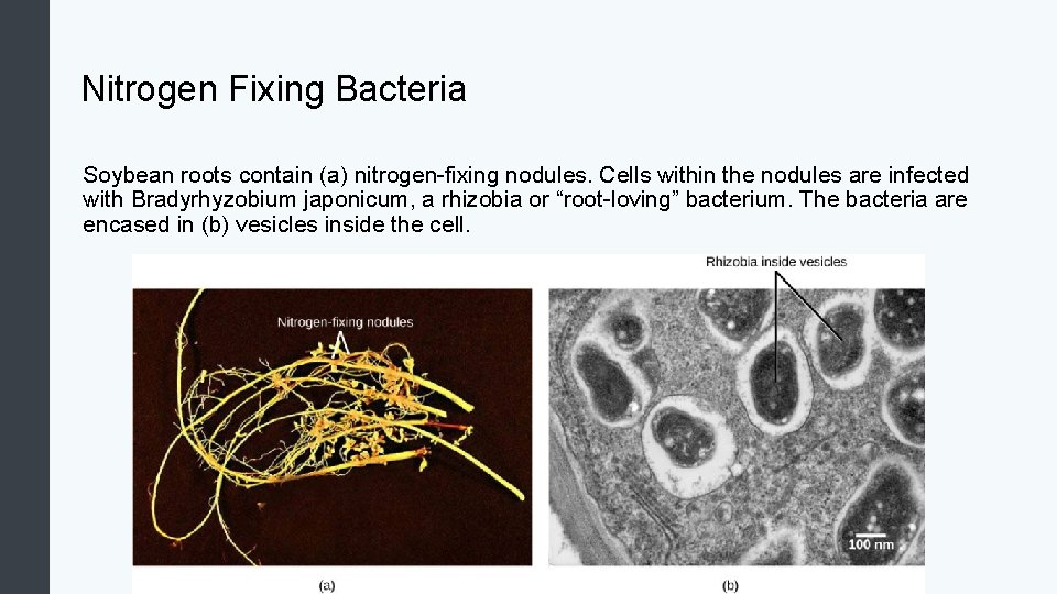 Nitrogen Fixing Bacteria Soybean roots contain (a) nitrogen-fixing nodules. Cells within the nodules are