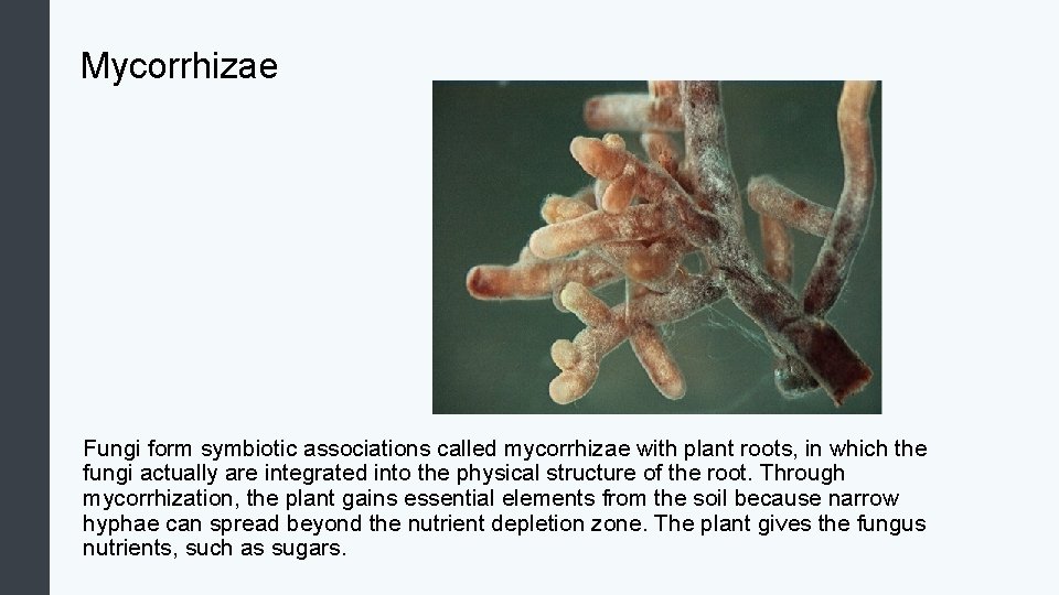 Mycorrhizae Fungi form symbiotic associations called mycorrhizae with plant roots, in which the fungi