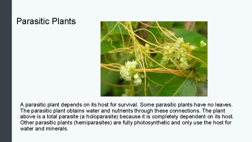 Parasitic Plants A parasitic plant depends on its host for survival. Some parasitic plants