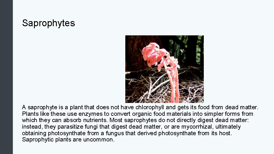 Saprophytes A saprophyte is a plant that does not have chlorophyll and gets its