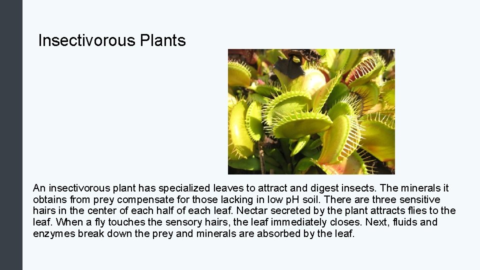 Insectivorous Plants An insectivorous plant has specialized leaves to attract and digest insects. The