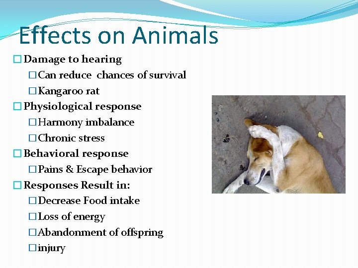 Effects on Animals �Damage to hearing �Can reduce chances of survival �Kangaroo rat �Physiological