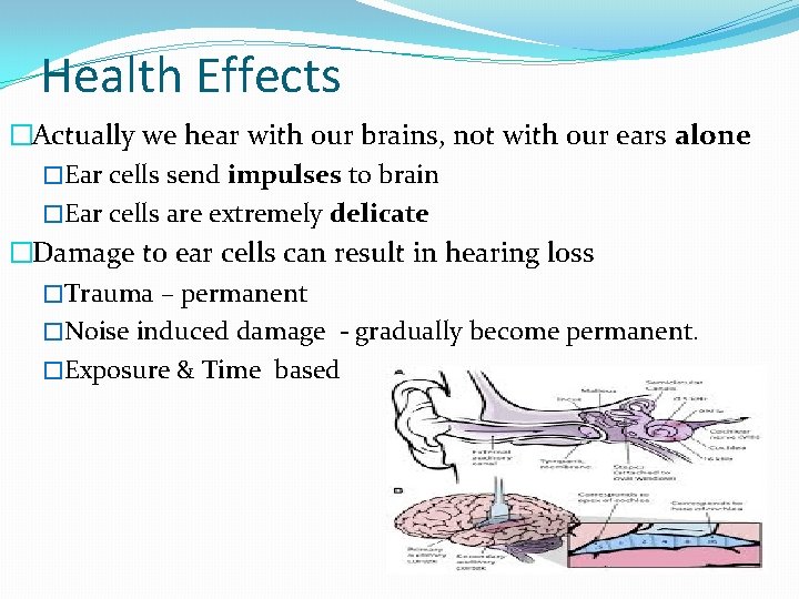 Health Effects �Actually we hear with our brains, not with our ears alone �Ear
