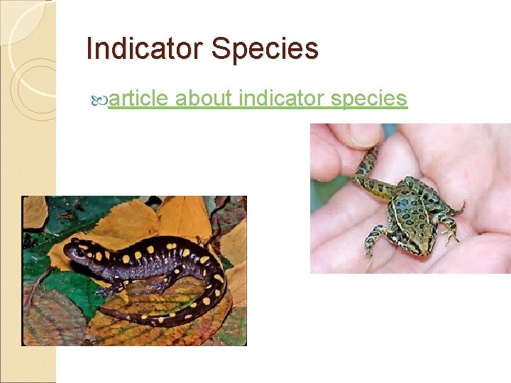 Indicator Species article about indicator species 