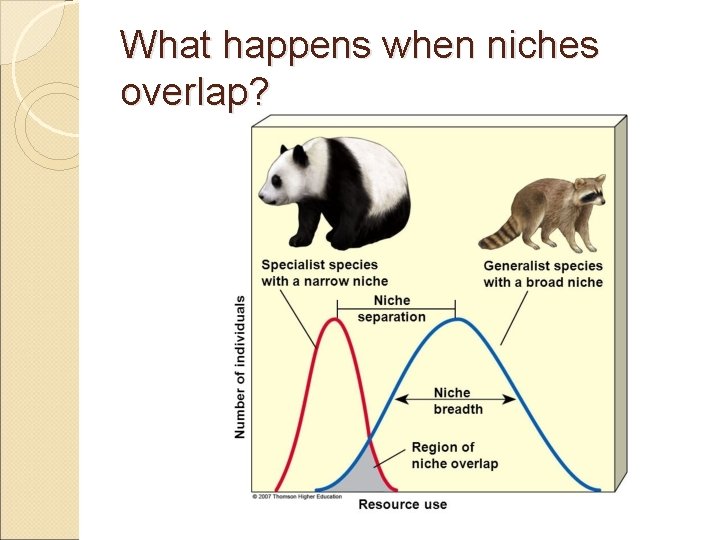 What happens when niches overlap? 