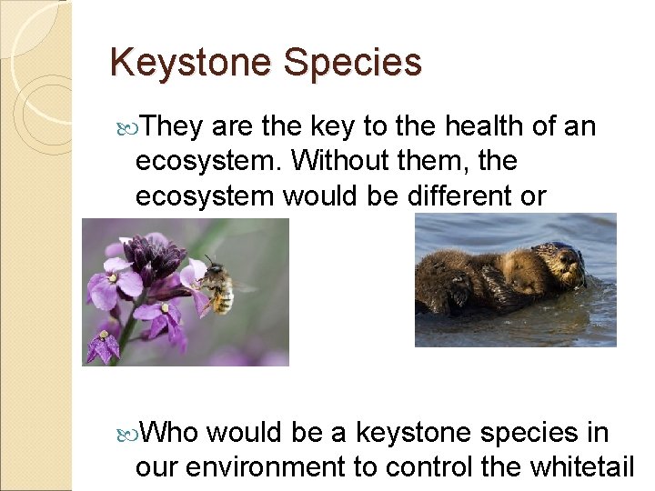Keystone Species They are the key to the health of an ecosystem. Without them,