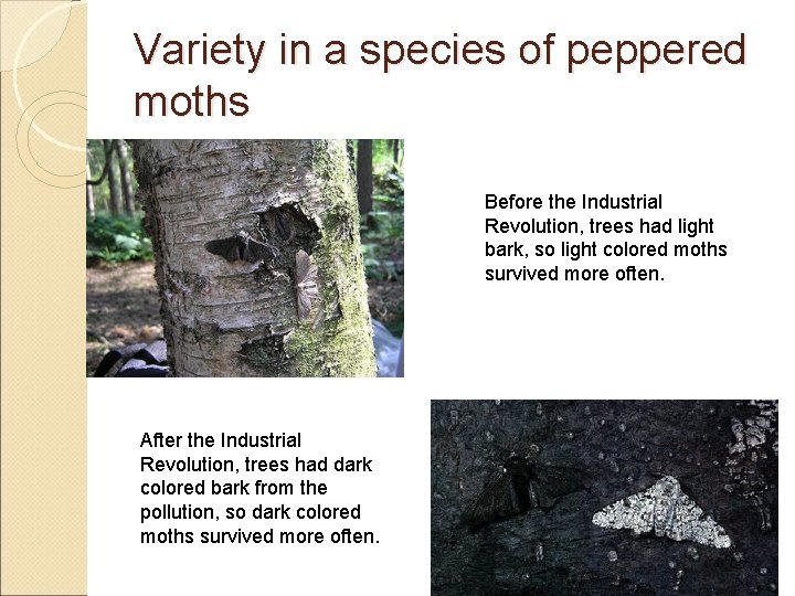 Variety in a species of peppered moths Before the Industrial Revolution, trees had light