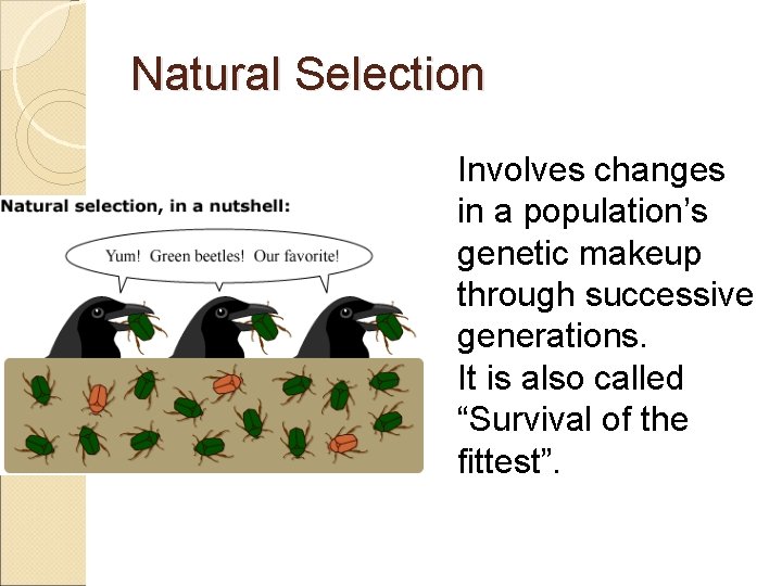 Natural Selection Involves changes in a population’s genetic makeup through successive generations. It is