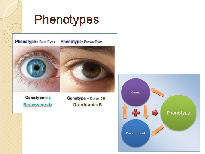 Phenotypes 