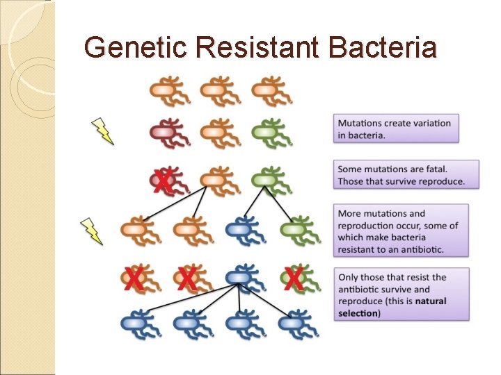 Genetic Resistant Bacteria 