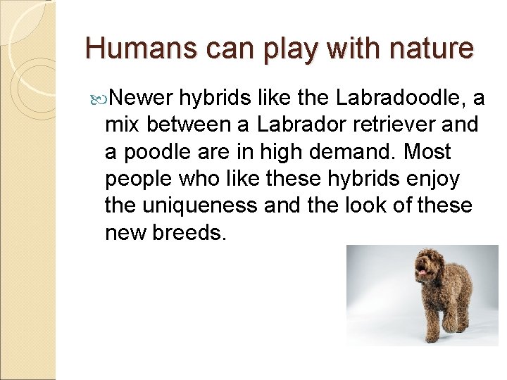 Humans can play with nature Newer hybrids like the Labradoodle, a mix between a