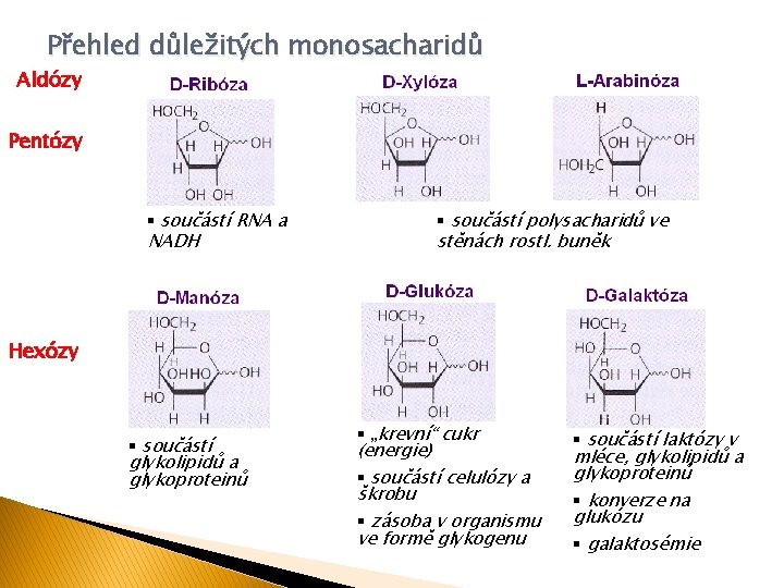 Přehled důležitých monosacharidů Aldózy Pentózy § součástí RNA a NADH § součástí polysacharidů ve