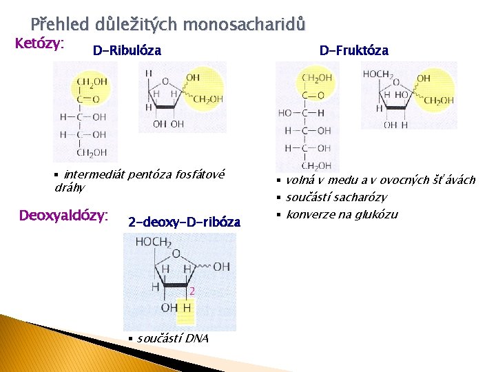 Přehled důležitých monosacharidů Ketózy: D-Ribulóza § intermediát pentóza fosfátové dráhy Deoxyaldózy: 2 -deoxy-D-ribóza §