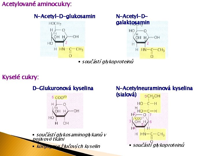 Acetylované aminocukry: N-Acetyl-D-glukosamin N-Acetyl-Dgalaktosamin § součástí glykoproteinů Kyselé cukry: D-Glukuronová kyselina § součástí glykosaminoglykanů