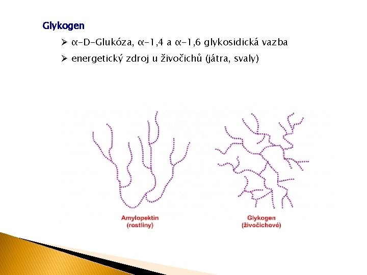 Glykogen Ø α-D-Glukóza, α-1, 4 a α-1, 6 glykosidická vazba Ø energetický zdroj u