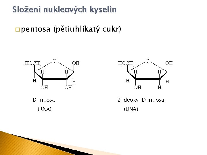 Složení nukleových kyselin � pentosa (pětiuhlíkatý cukr) D-ribosa (RNA) 2 -deoxy-D-ribosa (DNA) 
